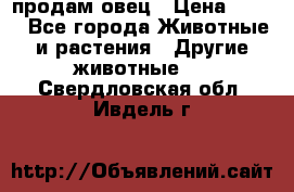  продам овец › Цена ­ 100 - Все города Животные и растения » Другие животные   . Свердловская обл.,Ивдель г.